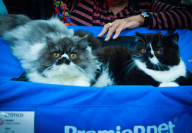 Dr. Hato reúne raças felinas mais admiradas na 4ª Mostra de Gatos em Santo André