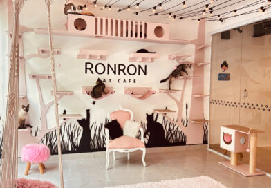 Adoção de gatos transforma rotina e vínculos afetivos dos tutores, mostra experiência de cat café em SP