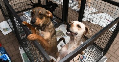 Santo André terá duas feiras de adoção de cães e gatos neste domingo