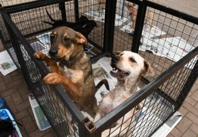 Santo André terá duas feiras de adoção de cães e gatos neste domingo